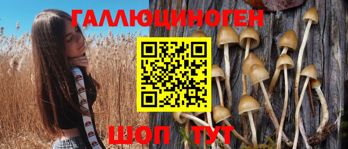 Галлюциногенные грибы Psilocybe Свободный
